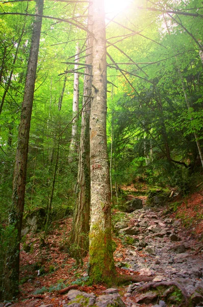 Tronchi Albero Pittoreschi Una Foresta Temperata Sogno Nel Monte Olimpo — Foto Stock