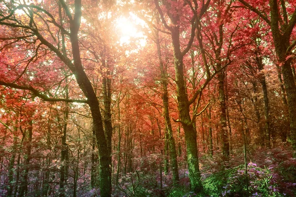 Pittoreschi Tronchi Albero Una Foresta Sogno Immaginata Infrarossi Presso Mitico — Foto Stock