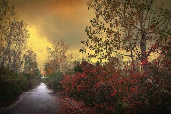 Natura Autunnale Colorata Tronchi Albero Pittoreschi Crepuscolo Sogno — Foto Stock