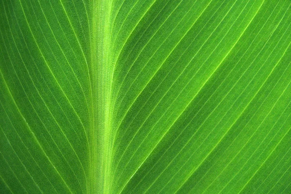 Close Green Leaf Pattern Lines — Stock Photo, Image