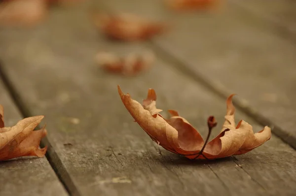 Fondo Artístico Imagen Vintage Una Hoja Otoño —  Fotos de Stock