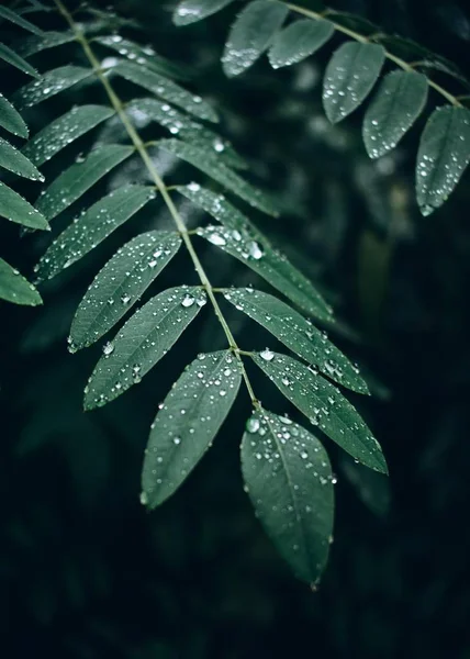 Silver drops on the leaves after the rain. A branch of a tree in beautiful drops after rain