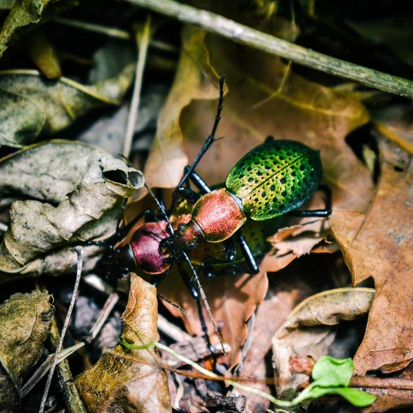 Riproduzione Due Grandi Coleotteri Terra — Foto Stock