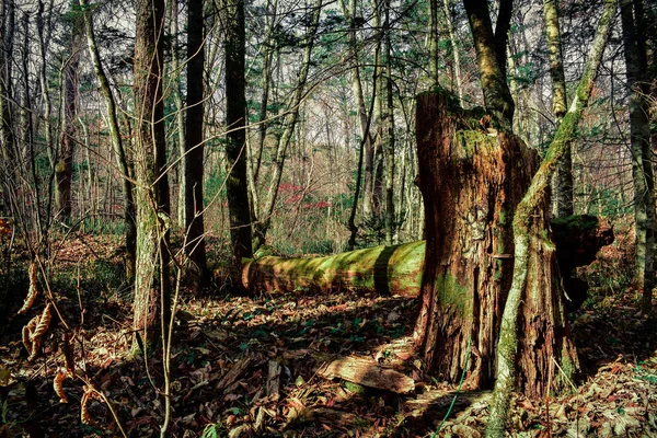 Een Rotte Mos Stomp Een Taiga Bos — Stockfoto