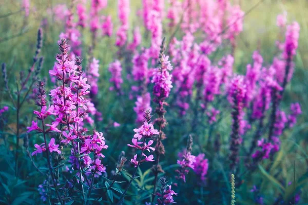 背景をぼかした写真を多数ライラック野生の花 — ストック写真