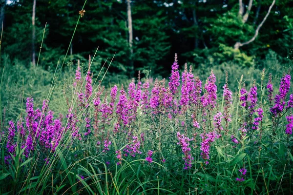 森の近くの野の花 — ストック写真