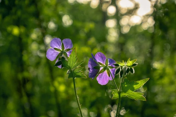 森の中の紫色の花 — ストック写真