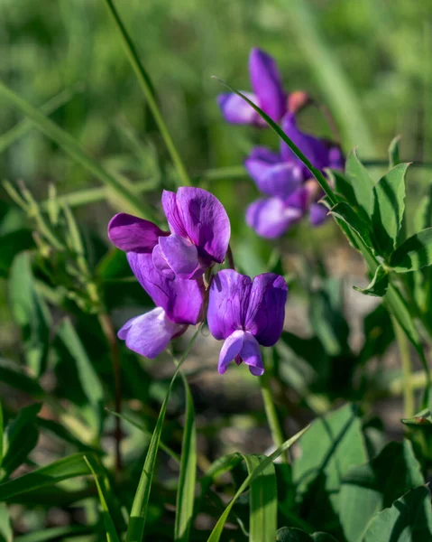 Kwiaty Lilii Wśród Trawy Lecie — Zdjęcie stockowe