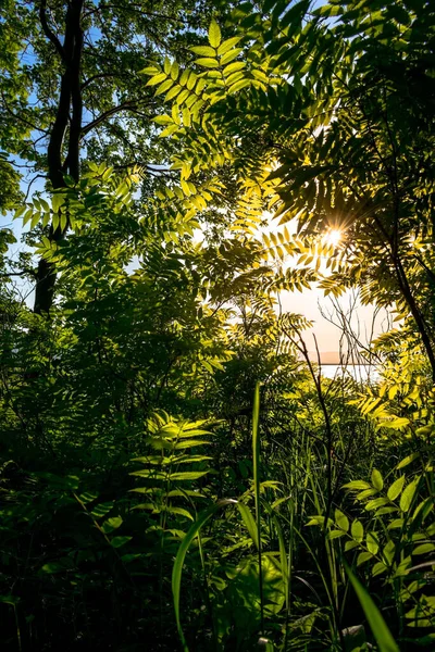 Słońce Świecące Wśród Drzew — Zdjęcie stockowe
