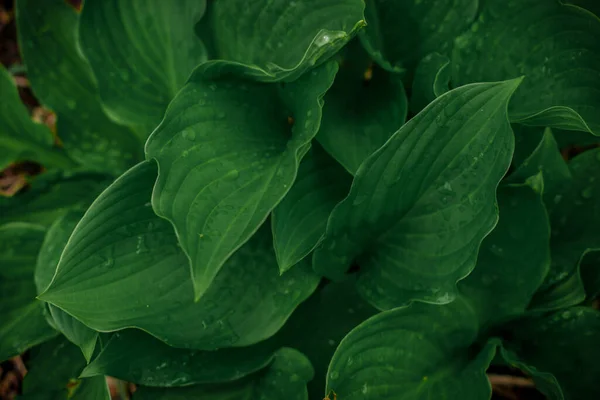 Gröna Skarpa Blad Bakgrund — Stockfoto