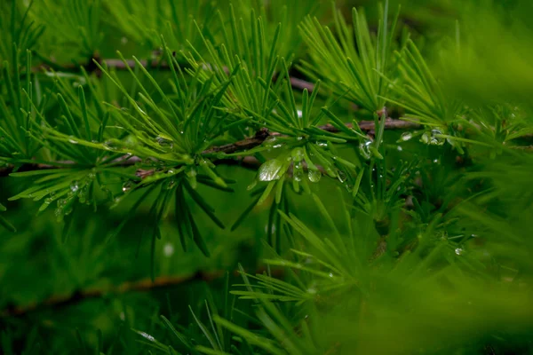 Close Pine Needles — Stock Photo, Image