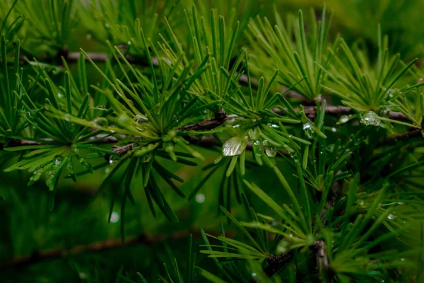 Green Pine Needles Droplets Water Them — Stock Photo, Image