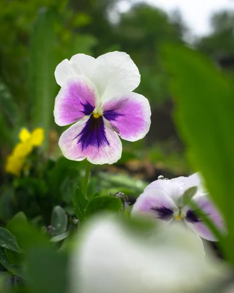 Biało Fioletowy Kwiatuszek Ogrodzie — Zdjęcie stockowe