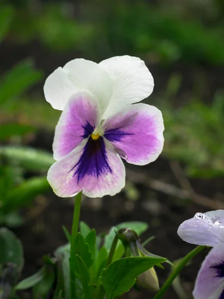 Pansy Fleur Blanc Violet Dans Jardin — Photo