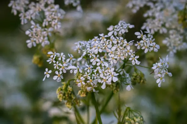 Vita Blommor Trädgården — Stockfoto