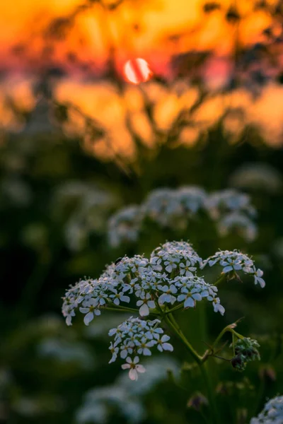 夕日を背景に白い花が — ストック写真