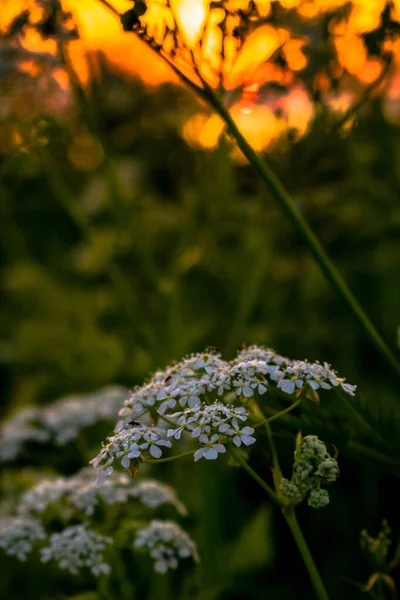 庭の花 — ストック写真