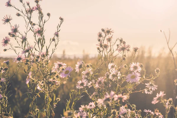 野の野の花 — ストック写真