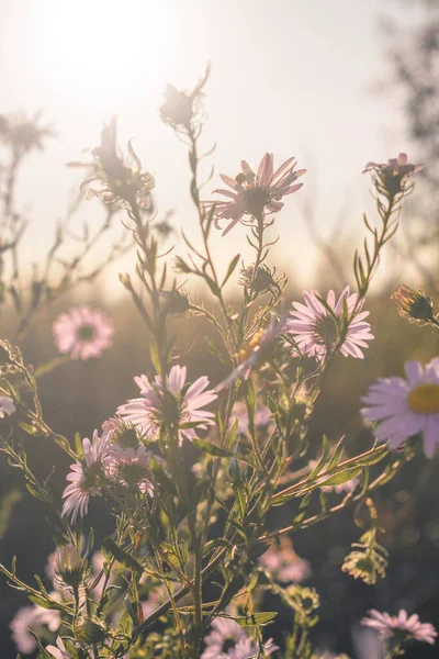 朝の野生の花 — ストック写真