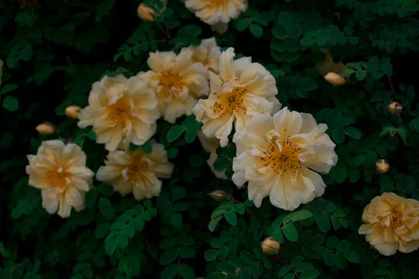 深叶中的黄色野玫瑰丛生 — 图库照片