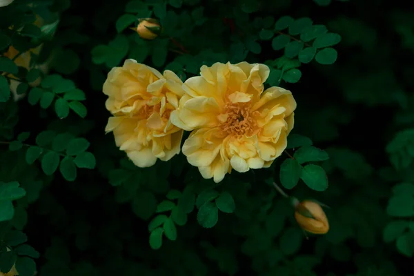 花园里的黄色玫瑰 — 图库照片