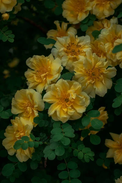 深叶中的黄色野玫瑰丛生 — 图库照片