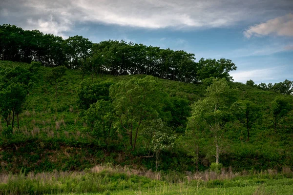 Colina Verde Com Uma Floresta Nela — Fotografia de Stock