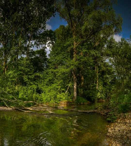 Rio Uma Floresta Verde Taiga — Fotografia de Stock