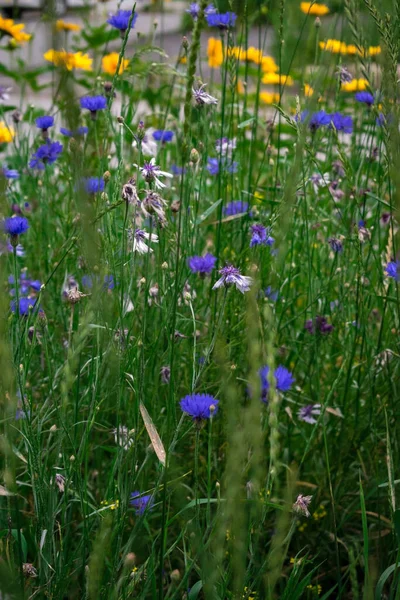 草原の草の間に咲くコーンフラワーは — ストック写真