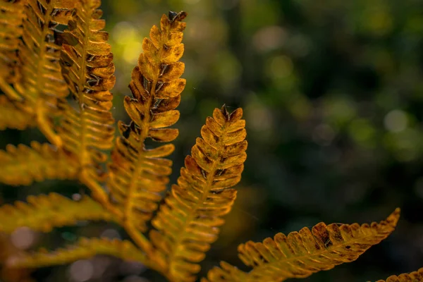 Осенние Листья Папоротника Лесу — стоковое фото