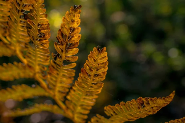 Hojas Helecho Otoño Bosque — Foto de Stock