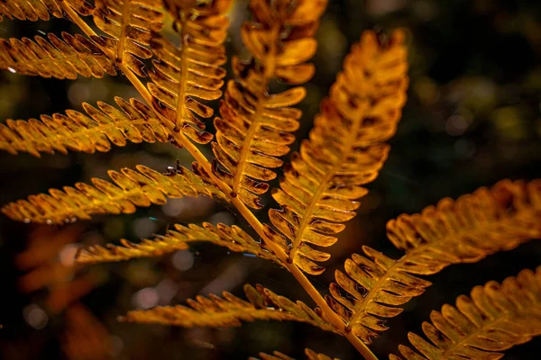 Hojas Helecho Otoño Bosque — Foto de Stock