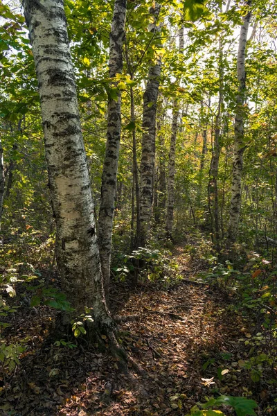 Berkenbomen Het Herfstbos Een Zonnige Dag — Stockfoto