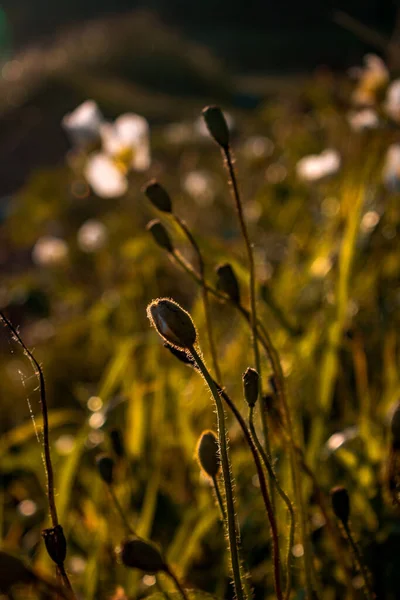 Маковые Почки Среди Травы Закате — стоковое фото