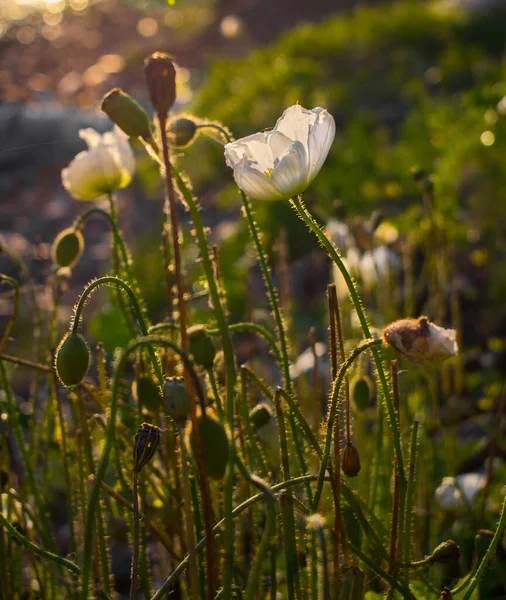 日没時の白いポピーの花と蕾 — ストック写真