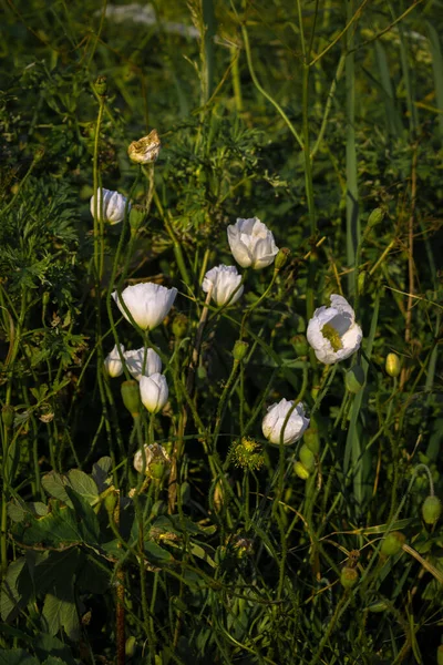 日没時の白いポピーの花と蕾 — ストック写真