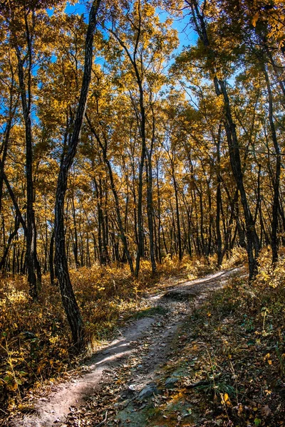 Route Dans Forêt Automne Avec Des Feuilles Jaunies Sur Les — Photo