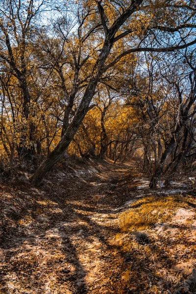 Droga Jesiennym Lesie Żółtymi Liśćmi Drzewach — Zdjęcie stockowe