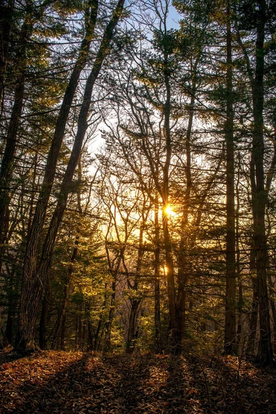 Coucher Soleil Dans Forêt Automne — Photo