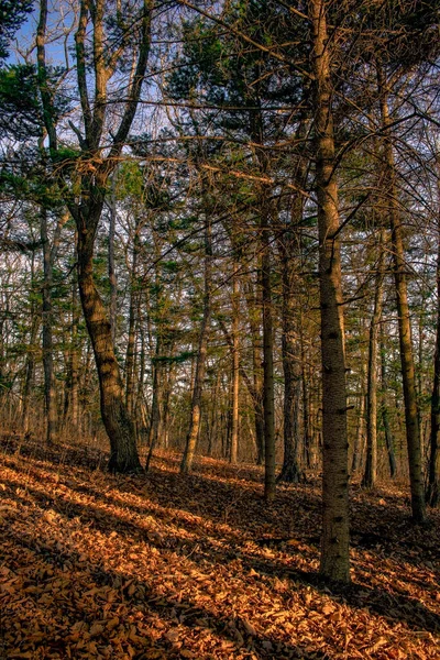 Coucher Soleil Dans Forêt Automne — Photo