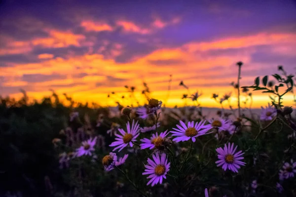 日没時に太陽に照らされた空を背景に草の中の花々が — ストック写真