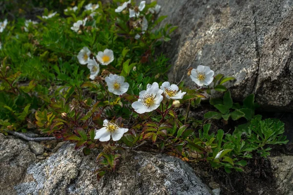 石の間に咲く繊細な白い花 — ストック写真
