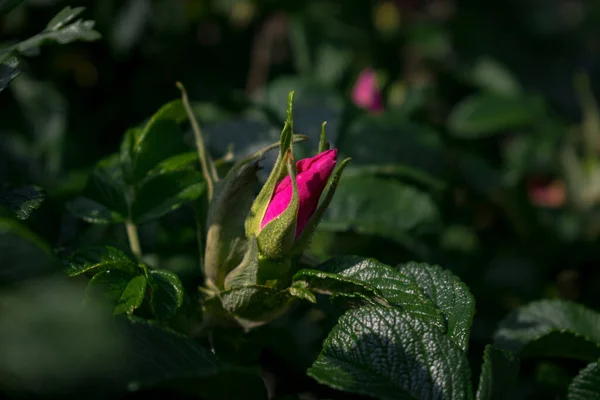 在阳光的照耀下 在树叶间绽放出粉色的玫瑰花瓣 — 图库照片