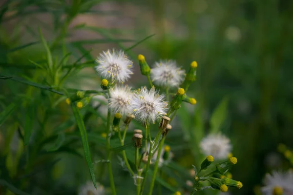 Fluffiga Maskrosor Och Knoppar Ängen — Stockfoto