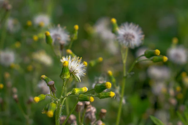 草原のふわふわのタンポポと芽 — ストック写真