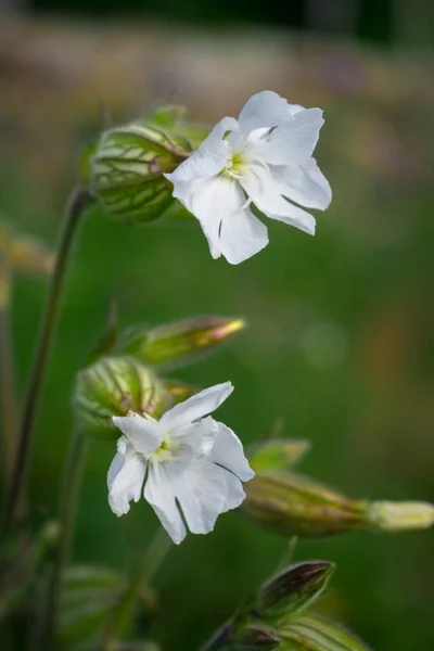Fleur Blanche Sur Fond Vert — Photo