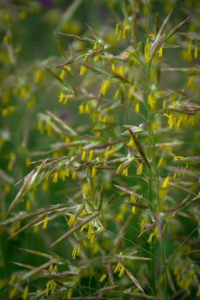 Spikelets Grama Prado Verão — Fotografia de Stock