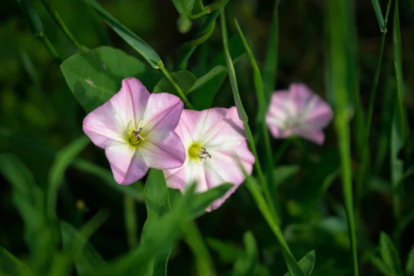花园里的粉红和白花 — 图库照片