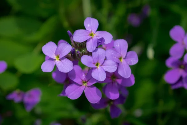 Fleurs Lilas Dans Jardin Été — Photo