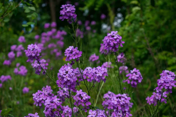 夏天花园里的丁香花 — 图库照片